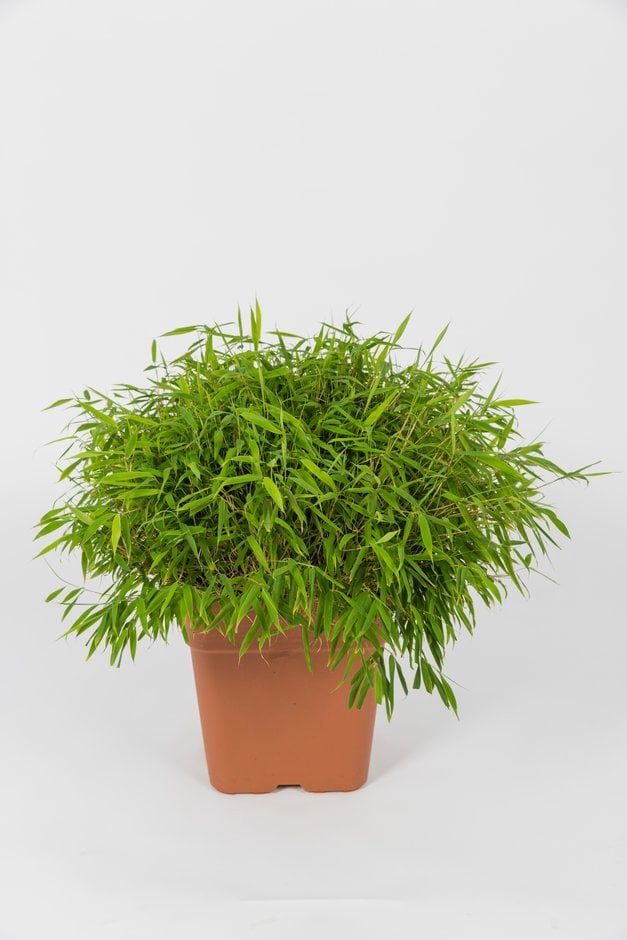 Fargesia murielae 'Luca'PBR|umbrella bamboo 'Luca'/RHS Gardening