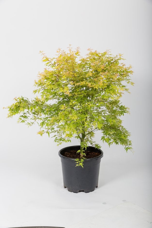 Acer palmatum Metamorphosa (&Arjos1&PBR) | Japanese maple [Metamorphosa ...