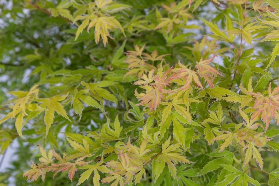 Japanese maple [Metamorphosa]
