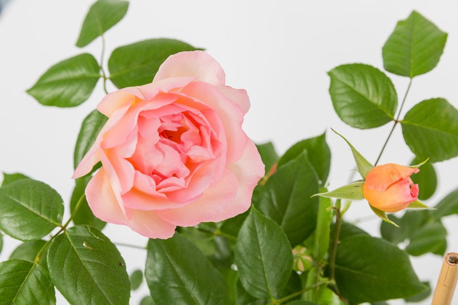 rose [Fragrant Celebration]