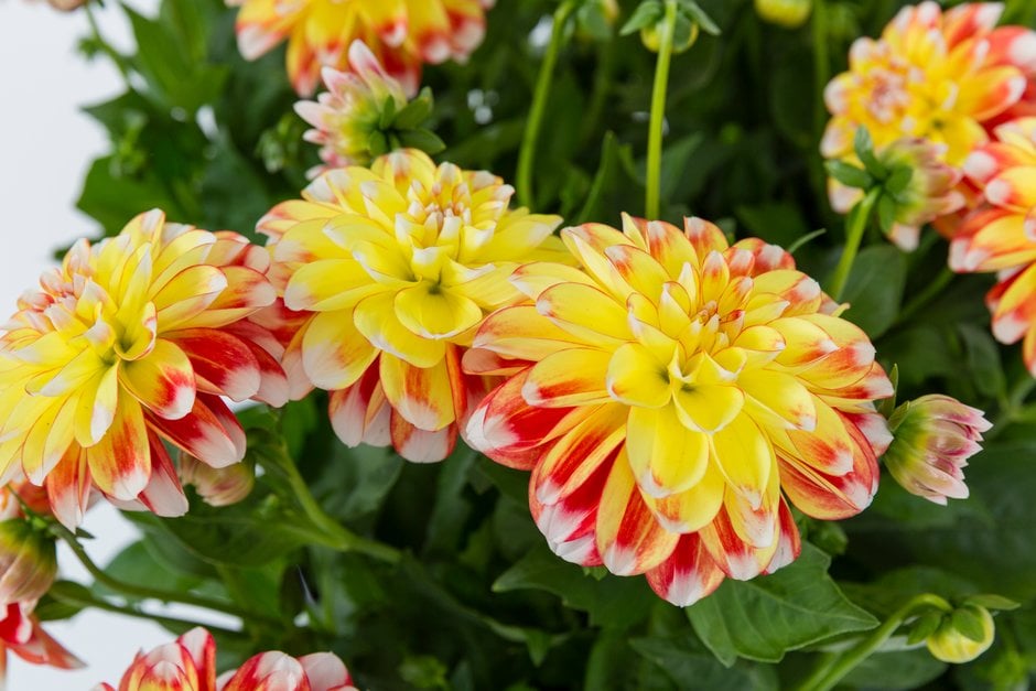 dahlia [Lubega Power Tricolor]