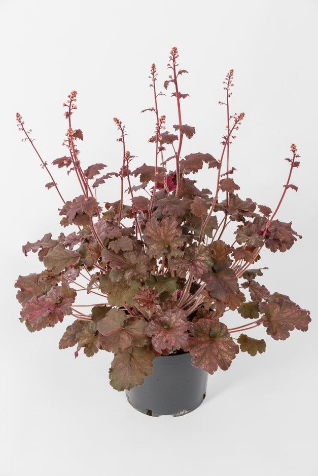 alum root 'Frilly Lizzie'