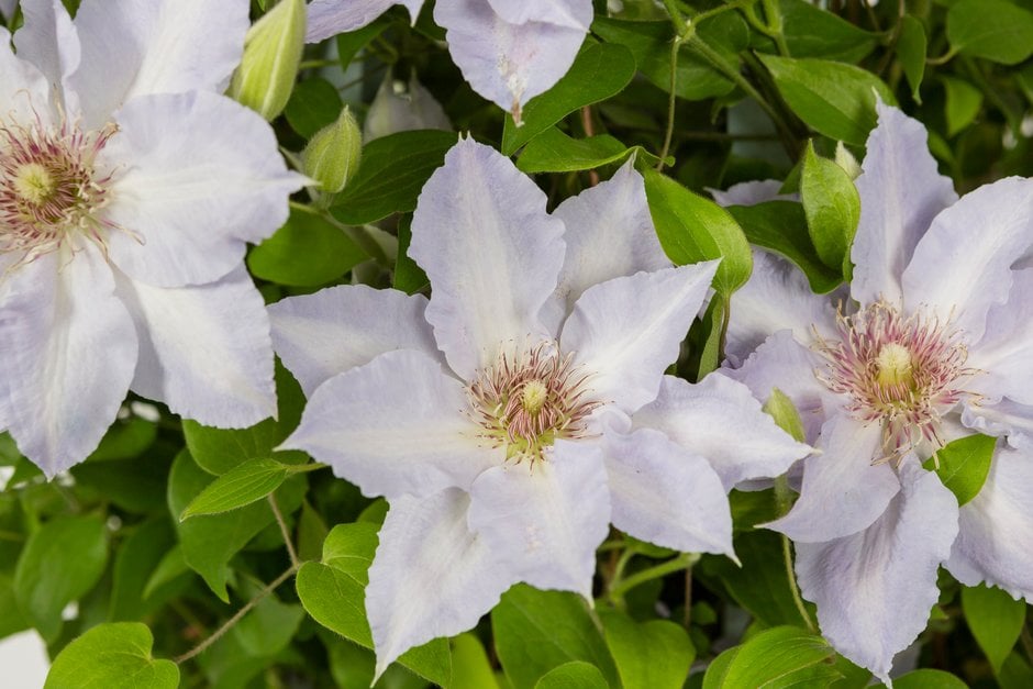 clematis [Tranquilité]