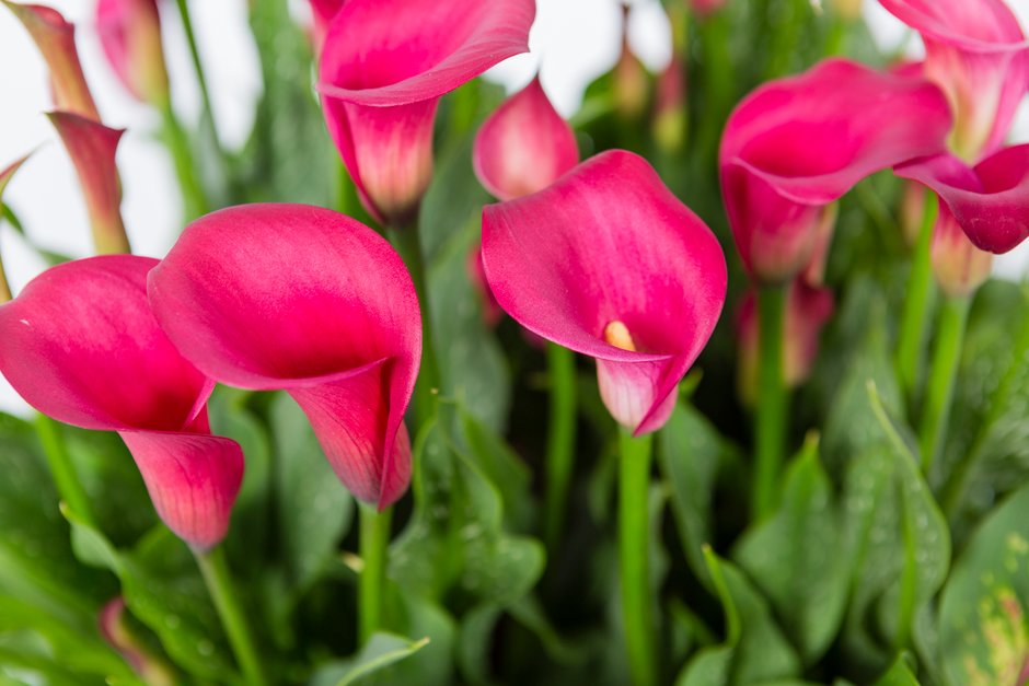 arum lily 'Flirt'