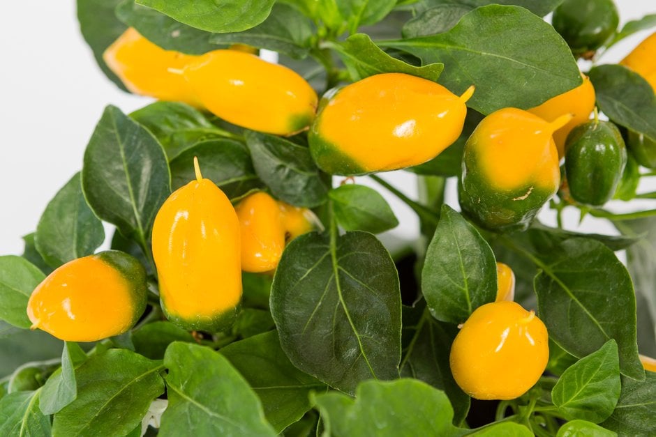 pepper 'Lemon Dream'