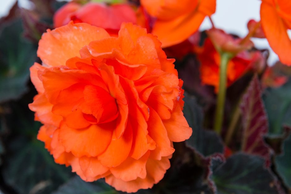 begonia [Fragrant Falls Orange]