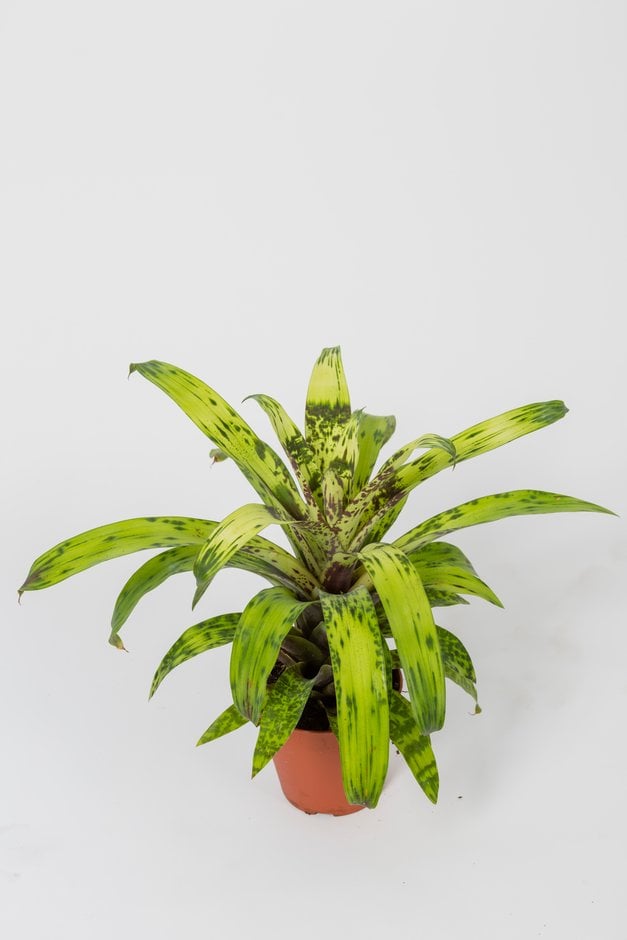 ブロメリア・エアープランツ Vriesea Smudge Grub Vriesea 'Smudge Grub'|vase plant 'Smudge Grub'/RHS Gardening