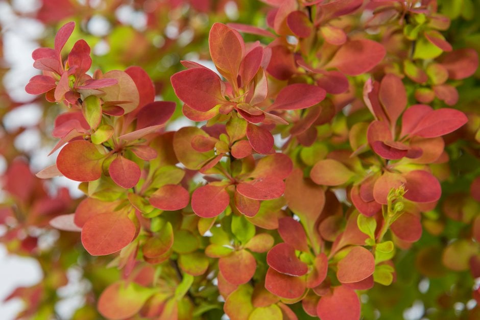 Japanese barberry 'Orange Sunrise'