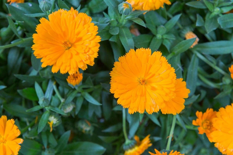 marigold [PowerDaisy Tango]