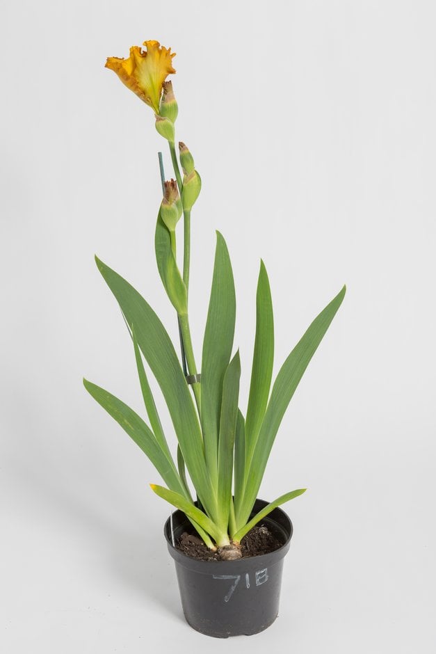 iris 'Souffle Chaud'