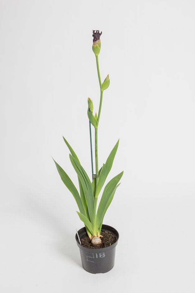 iris 'Bois Précieux'