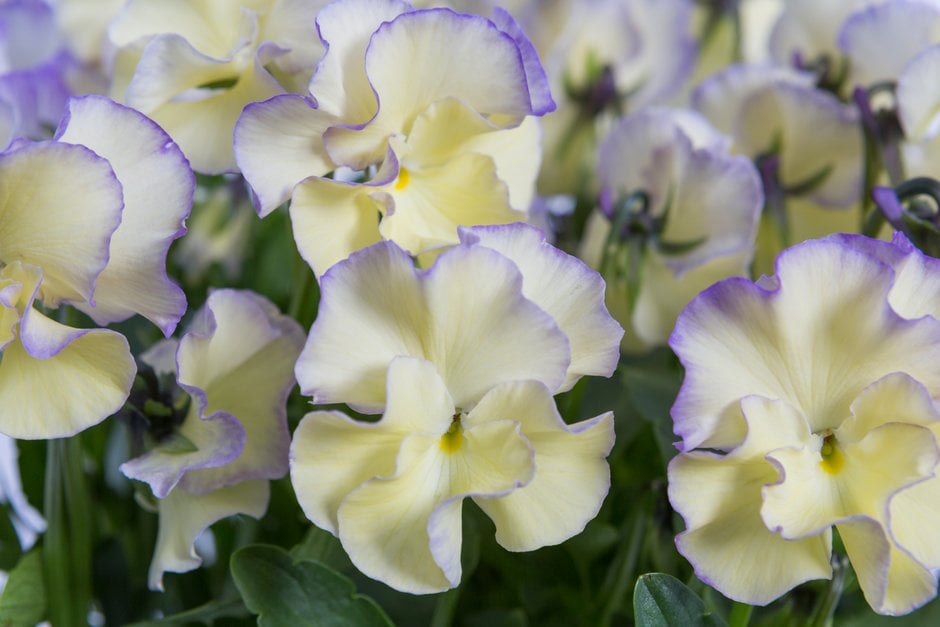 viola 'Bridie'