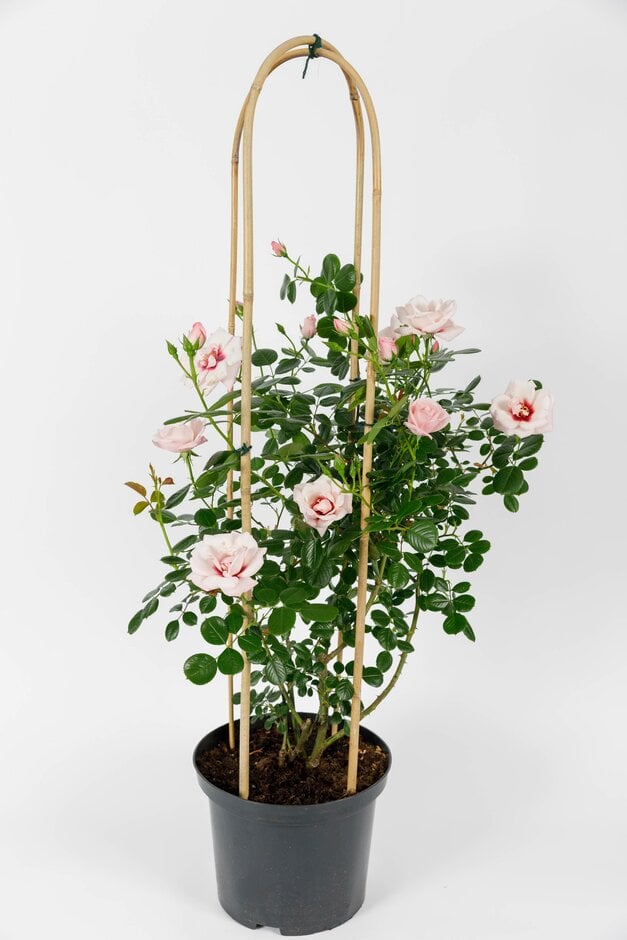 rose [Chawton Cottage]