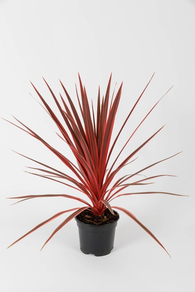 cabbage palm 'Pink Star'