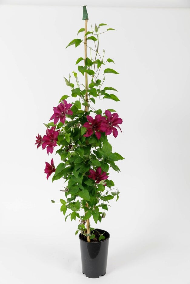 clematis 'Meghan'