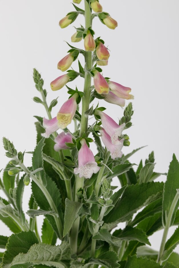 foxglove 'Smoothie Cerise'