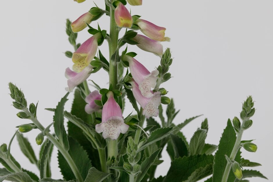 foxglove 'Smoothie Cerise'
