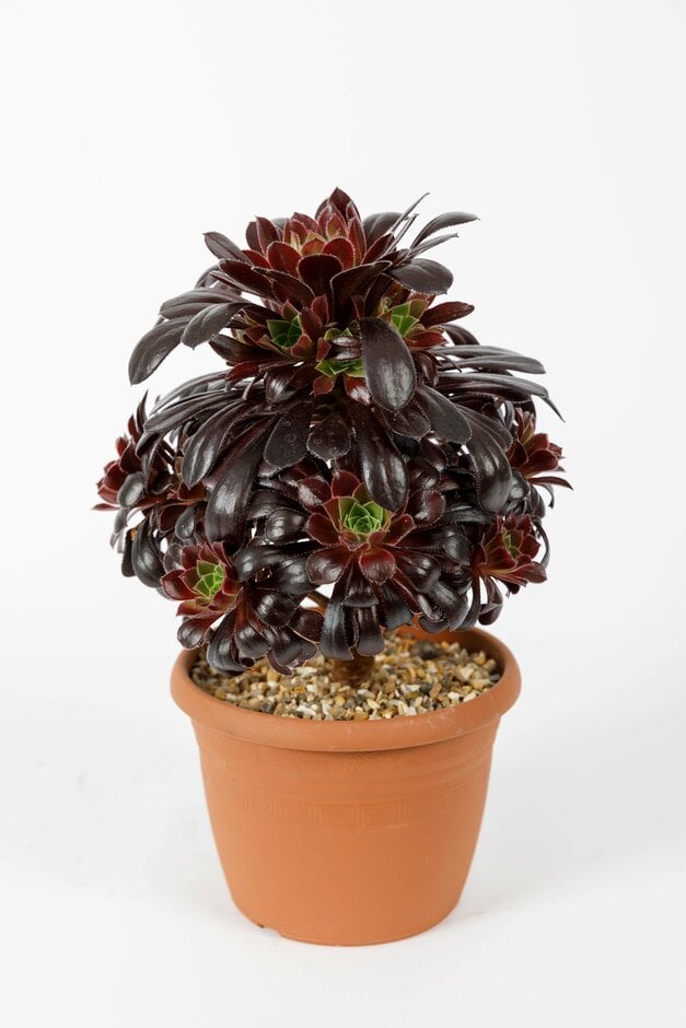 aeonium 'Night's Watch'
