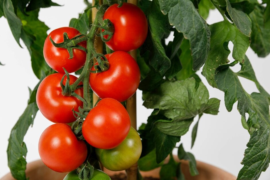 tomato 'Cocktail Crush'