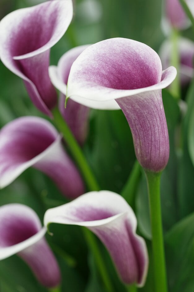 Zantedeschia &Airbrush&PBR | arum lily &Airbrush& Conservatory ...