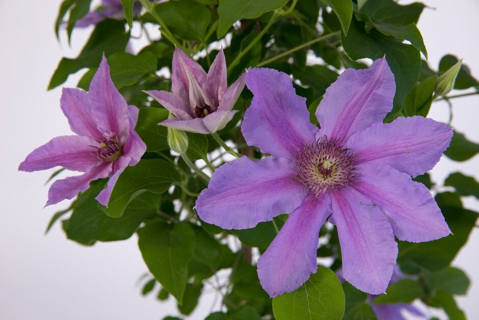 clematis [Tumaini]