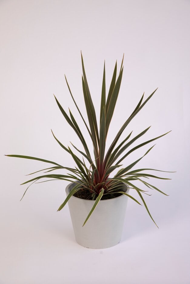 cabbage palm [Magic Star]