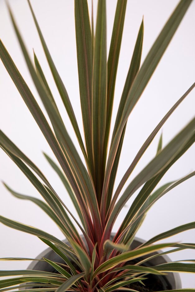 cabbage palm [Magic Star]