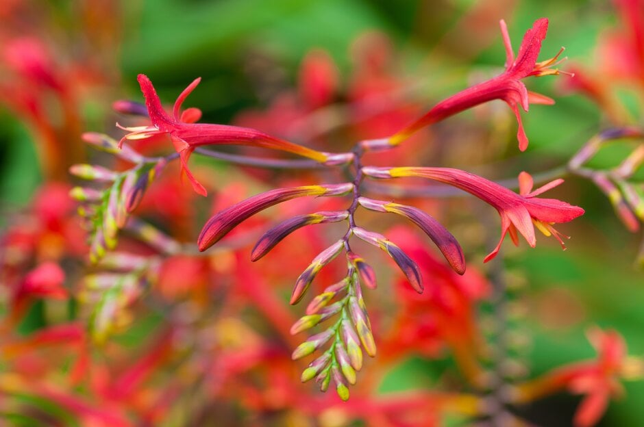 montbretia 'Lucifer'