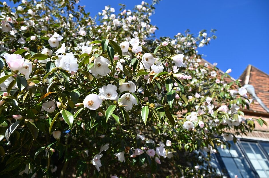 camellia 'Cornish Snow'