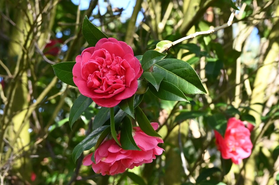 camellia 'Anticipation'