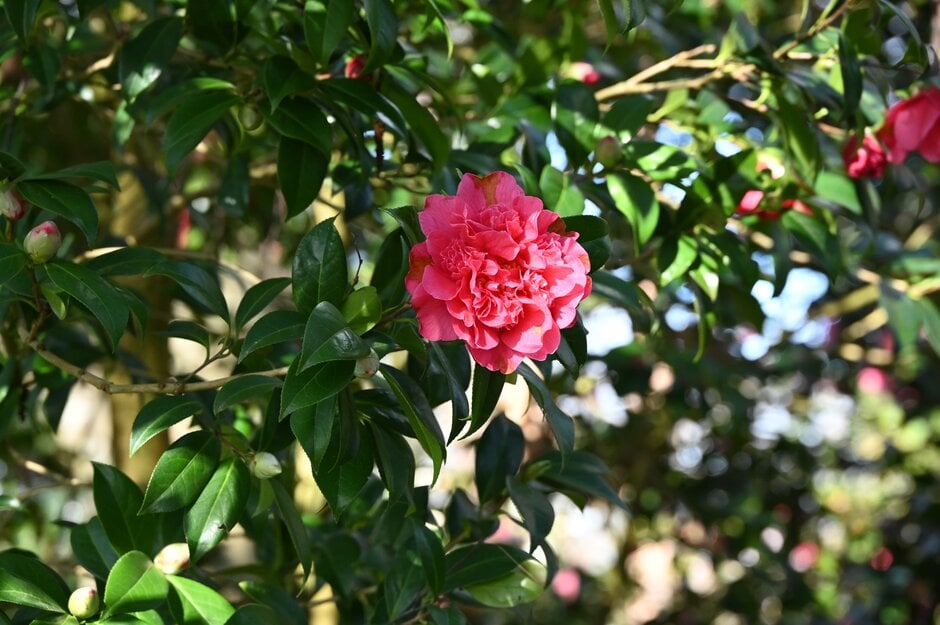 camellia 'Anticipation'