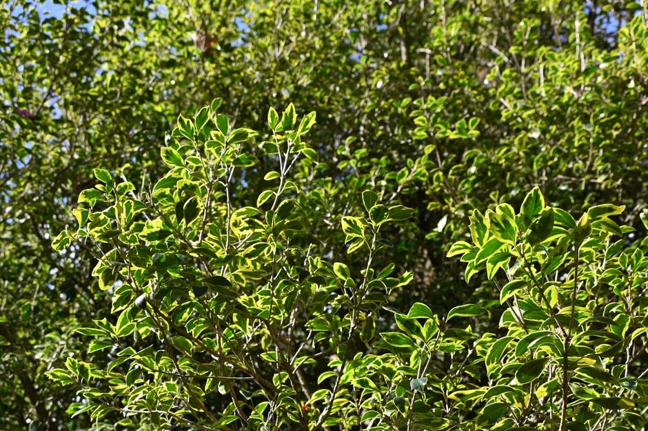 holly olive 'Aureomarginatus'