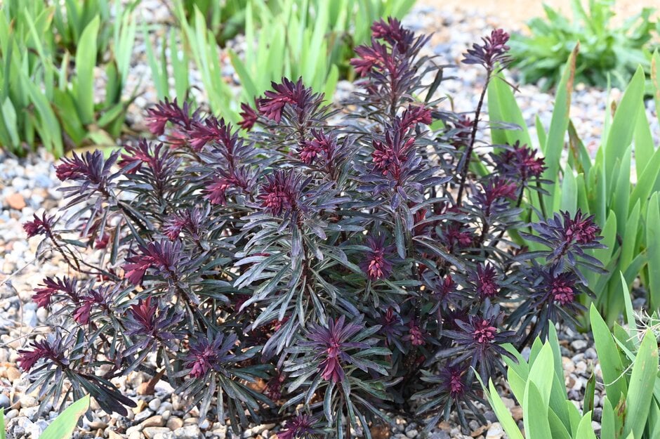Martin's spurge [Miner's Merlot]