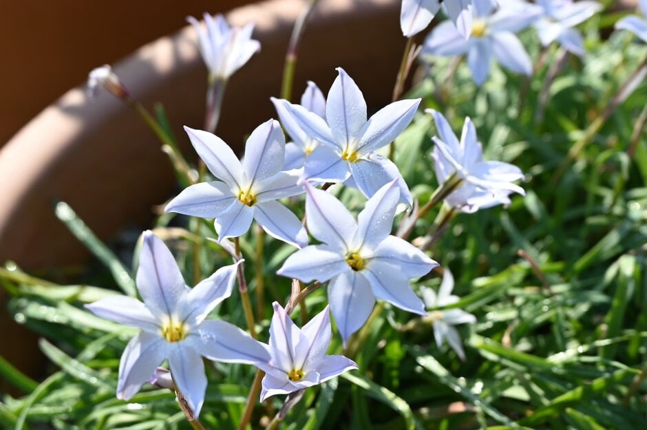 <i>Ipheion</i> <i>uniflorum</i> subsp. <i>tandiliense</i>