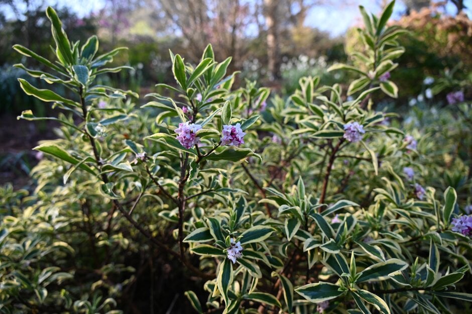 winter daphne [Marianni]
