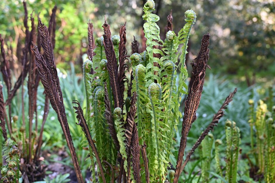 shuttlecock fern