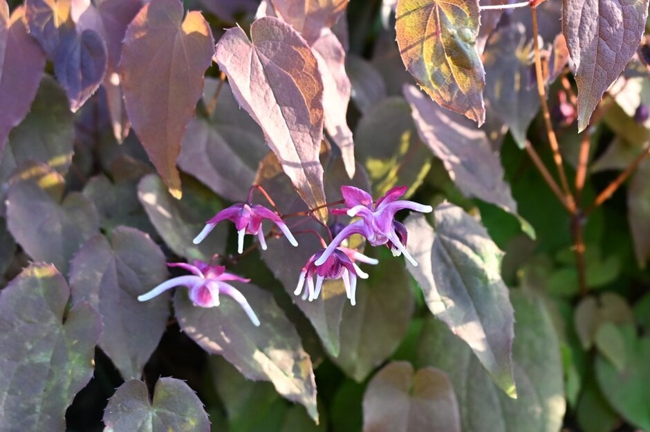 barrenwort 'Purple Pixie'
