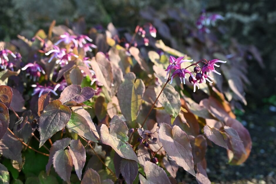 barrenwort 'Purple Pixie'