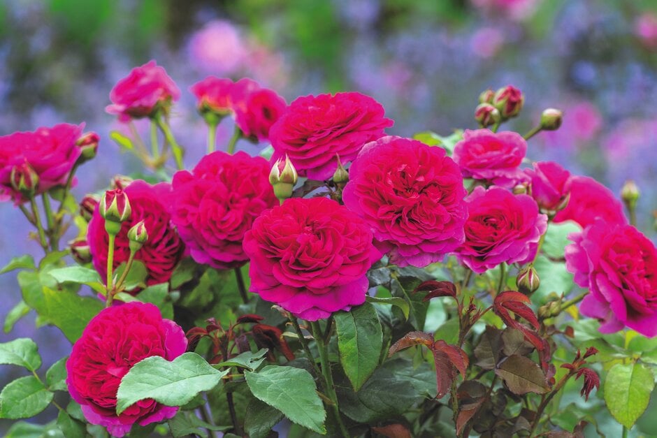 rose [Gabriel Oak]