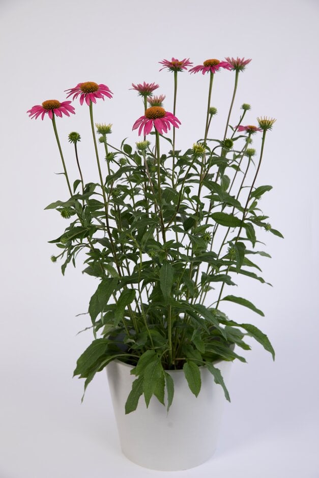 coneflower 'Pink Shimmer'