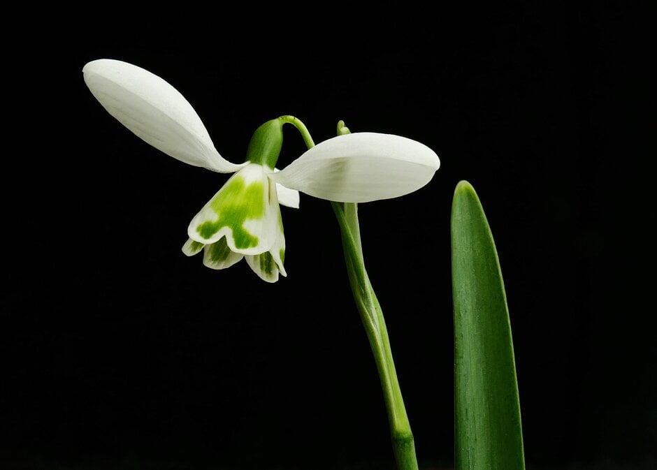 snowdrop 'Lapwing'