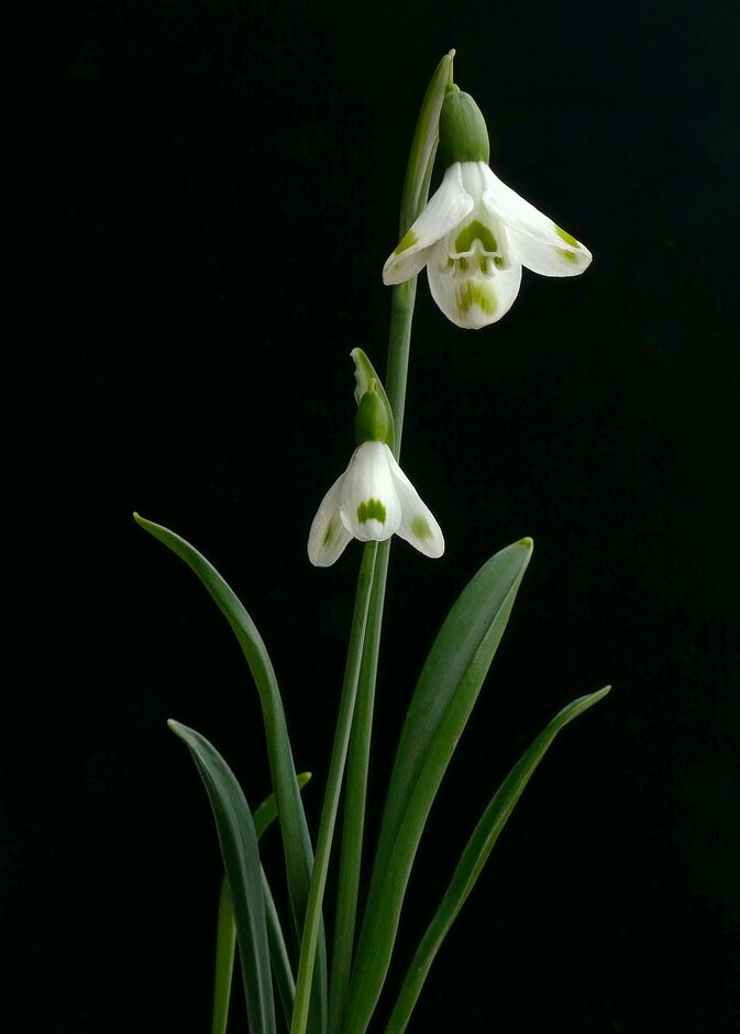 snowdrop 'Trymlet'