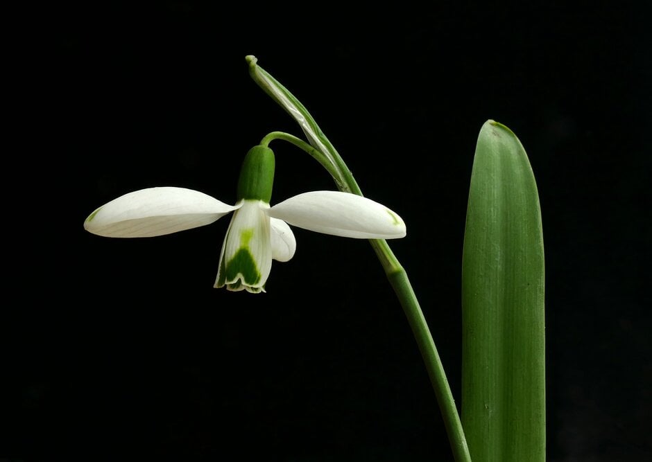 greater snowdrop 'Cedric's Prolific'