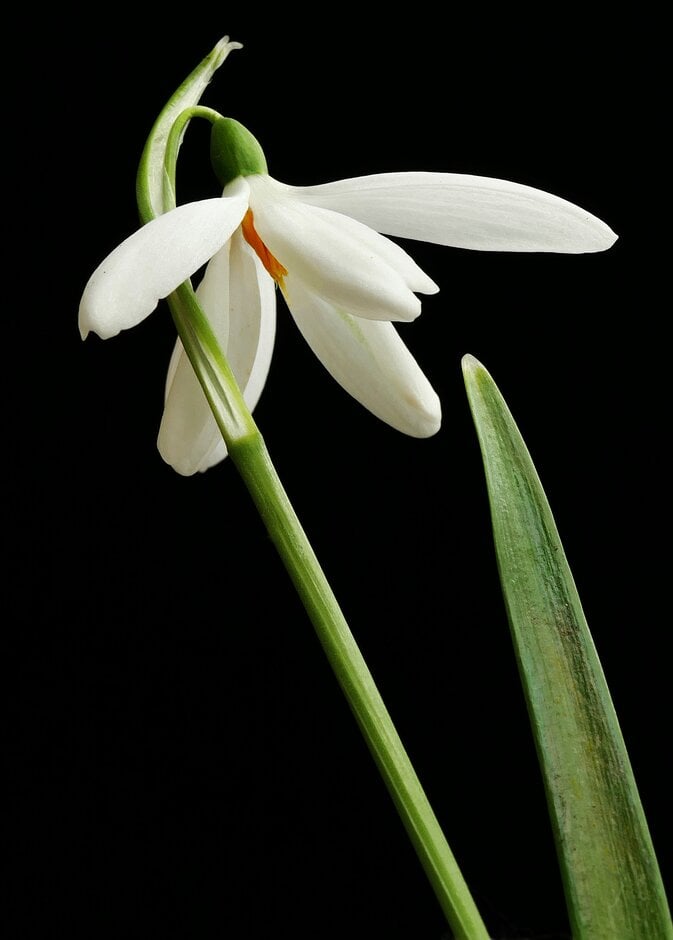 snowdrop 'Anglesey Abbey'