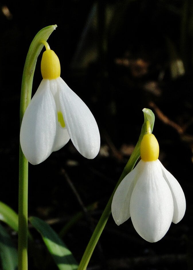 snowdrop 'Primrose Warburg'