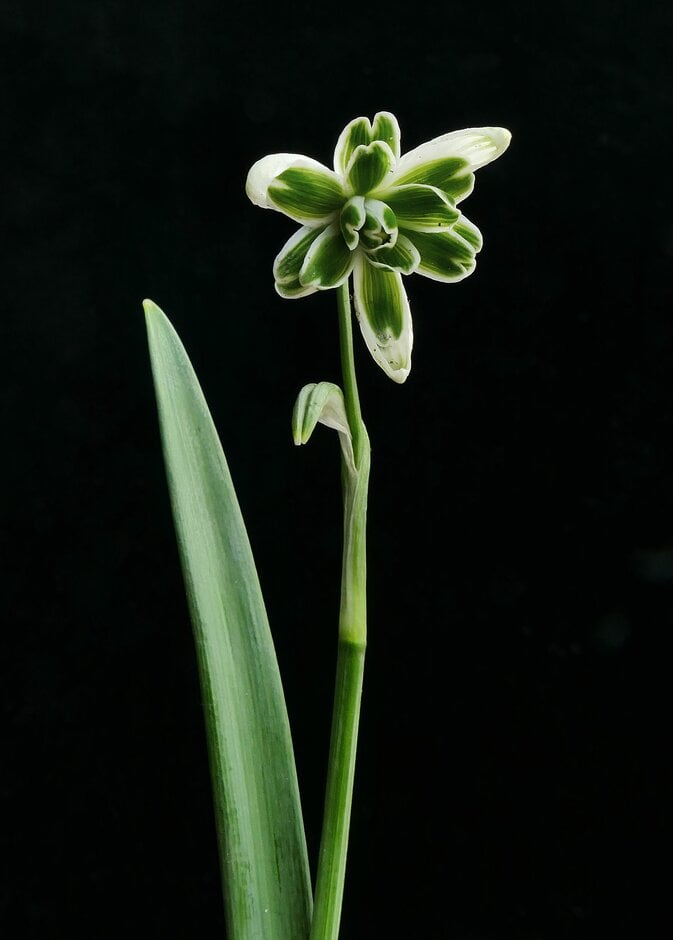 snowdrop 'Blewbury Tart'