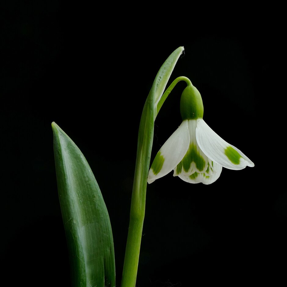 snowdrop 'Trymlet'