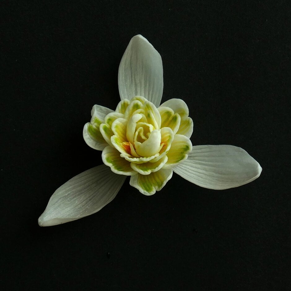snowdrop 'Lady Elphinstone'