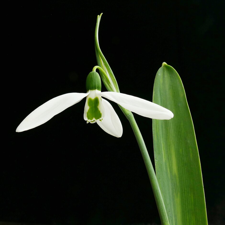 greater snowdrop 'Kite'