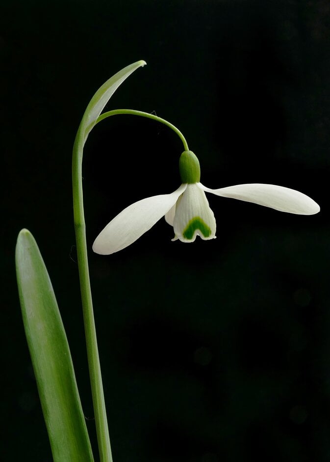 snowdrop 'Magnet'